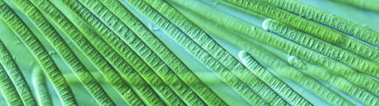sustainable design, green design, renewable energy, alternative energy, clean technology, green energy, top 5 energy stories of 2009