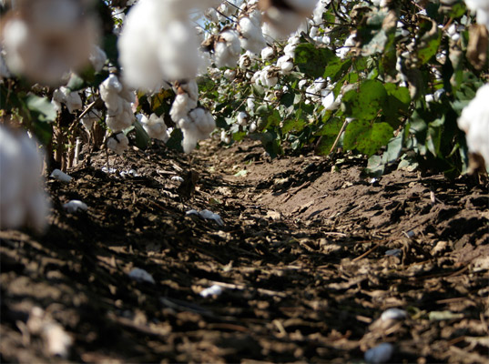 cotton-fields Apeda, C&A, eco-fashion news, H&M, India, organic cotton, organic cotton fraud