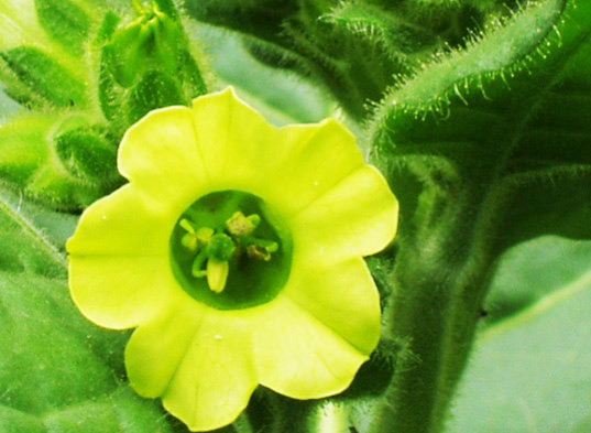 Tobacco plant sustainable design, green design, alternative energy, tobacco, biofuel, biodiesel, oil