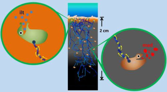 bacteria, bacteria colonies, energy generation, power generating bacteria, biobattery, natural battery