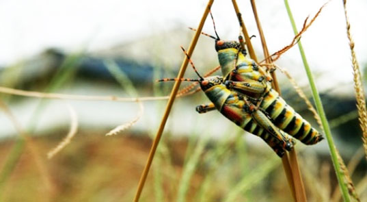 Insect Sex Hebrew University of Jerusalem, boaz yuval, toxins, pesticides, pesticide alternative, super sexed insects, super sexed bugs, insect sex, pesticide alternative, sex crazed bugs,
