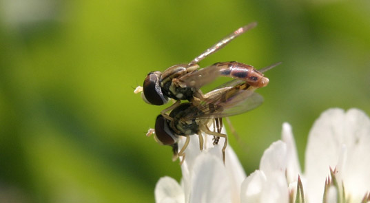 Bugs-Having-Sex2