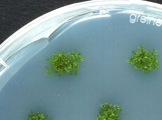 Plant-Based-Therapeutics biology, scientist, ninja proteins, plant based therapeutics, medicine, medicinal plants