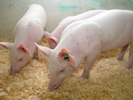 Enviropig, University of Guelph, genetically engineered pigs, pigs and phosphorous, dead zones, Environment Canada, FDA, Yorkshire pigs, agricultural run-off and dead zones, pigs prevent dead zones