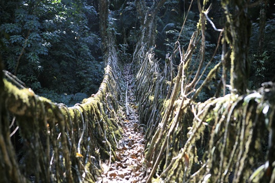 sustainable design, green design, living architecture, grow your own bridge, meghalaya, war-khasis, Root Bridge
