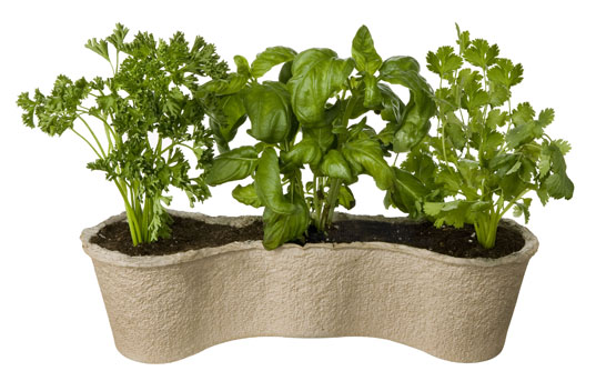 Basil, Cilantro and Parsley Herb Garden made from 100% Post-Consumer Recycled Paper