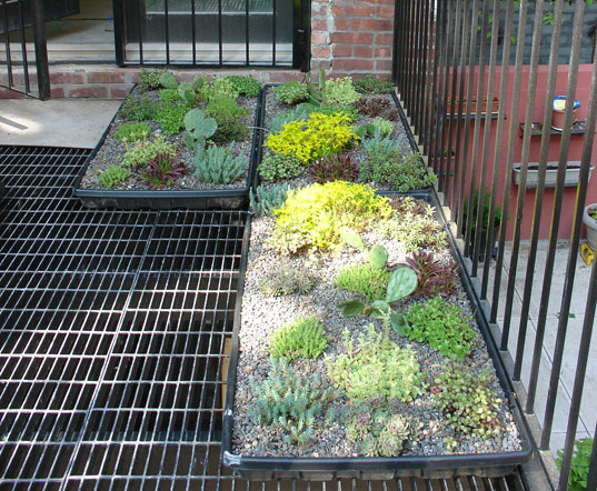 Dwell Harlem House, Alysia Reiner, David Alan Basche, Green Home Renovation in Harlem, Green Roof, Green Harlem Renovation, Green renovation on 128th Street