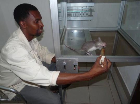 HeroRats detect land mines sustainable design, green design, hero rats, herorats, land mines, rats trained to find land mines, unexploded landmines, apopo