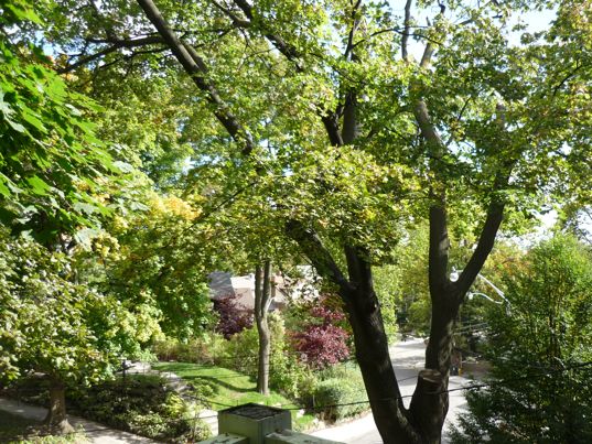 sustainable architecture, green building, renovation, efficient architecture, tree