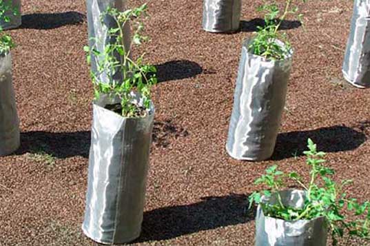 sustainable agriculture, Sharecropper, Leah Gauthier, environmental art NYC, eco art NYC, micro-farming, microfarming, heirloom seeds, organic gardening, seed sharing urban greening, seed saving, public art NYC