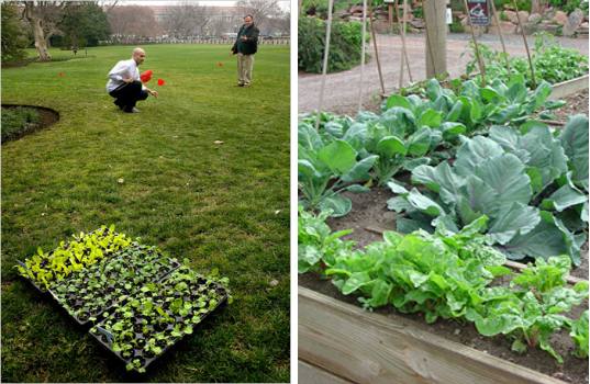 White house garden, michelle obama garden, obama edible garden, urban farming, edible gardening