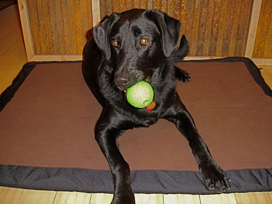 ruff wear, eco-friendly pet toys, eco-friendly gear for pets, eco-sensitive gear for dogs, eco dog toys, eco pet toys
