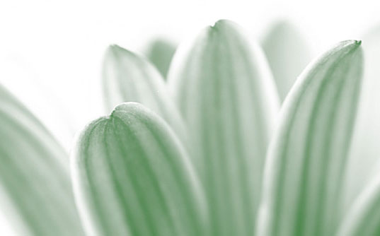 Green Cleaning 101, Green Home 101, Eco cleaners, green cleaners, healthy cleaners, Inhabitat series, green cleaning