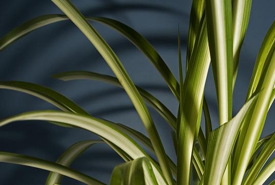 Plants for indoor air quality, EPA dangers of VOCs, volatile organic chemicals in the home, plants VOCs, plants for indoor health, indoor plants cleaner air, spiderplant.jpg