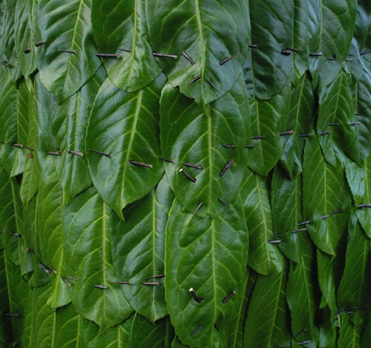 weedrobes, nicole dextras, clothing made from leaves, green fashion, sustainable fashion, green clothes, flower fashion, fashion trends