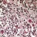 rhodococcus, bacteria, mit, biofuel